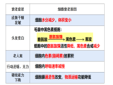 6.3细胞的衰老和死亡 课件-2025-2026学年上学期高一生物（人教版）必修1