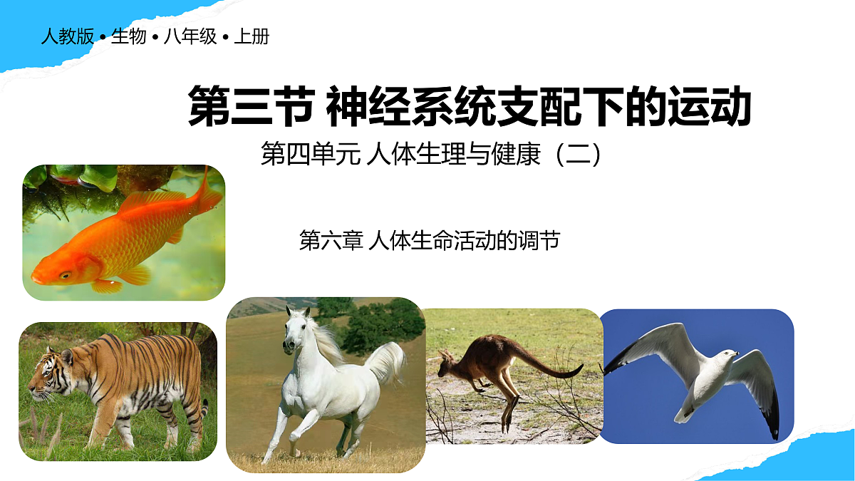 【核心素养】人教版初中生物八年级上册4.6.3《神经系统支配下的运动》课件第1页