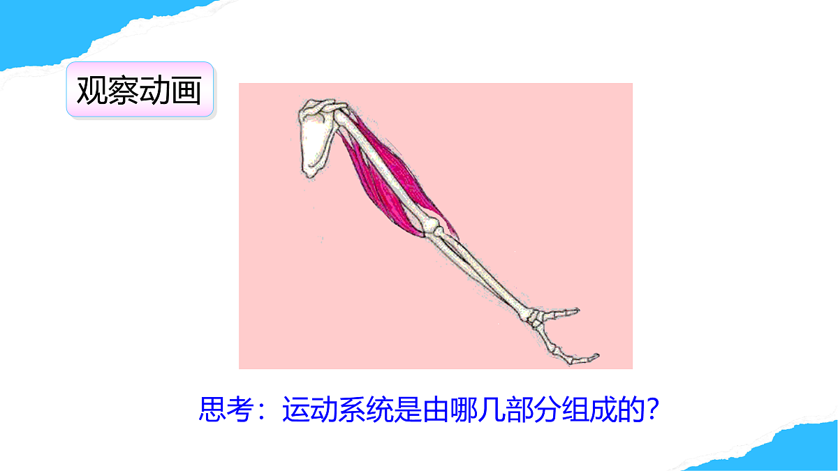 【核心素养】人教版初中生物八年级上册4.6.3《神经系统支配下的运动》课件第5页