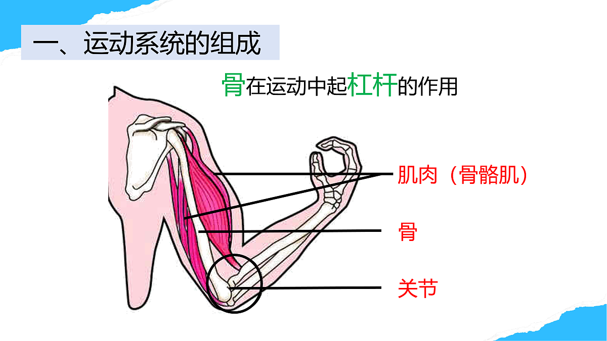【核心素养】人教版初中生物八年级上册4.6.3《神经系统支配下的运动》课件第6页