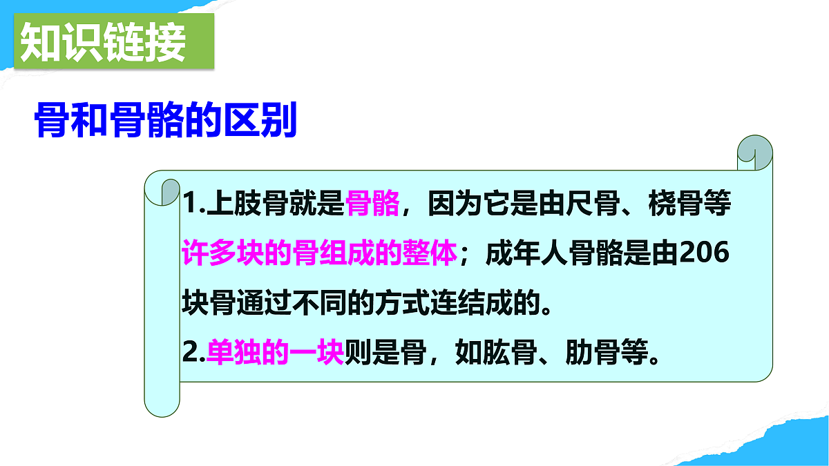 【核心素养】人教版初中生物八年级上册4.6.3《神经系统支配下的运动》课件第7页