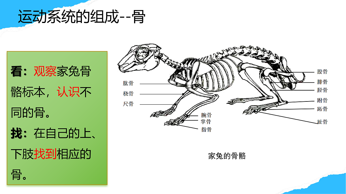【核心素养】人教版初中生物八年级上册4.6.3《神经系统支配下的运动》课件第8页