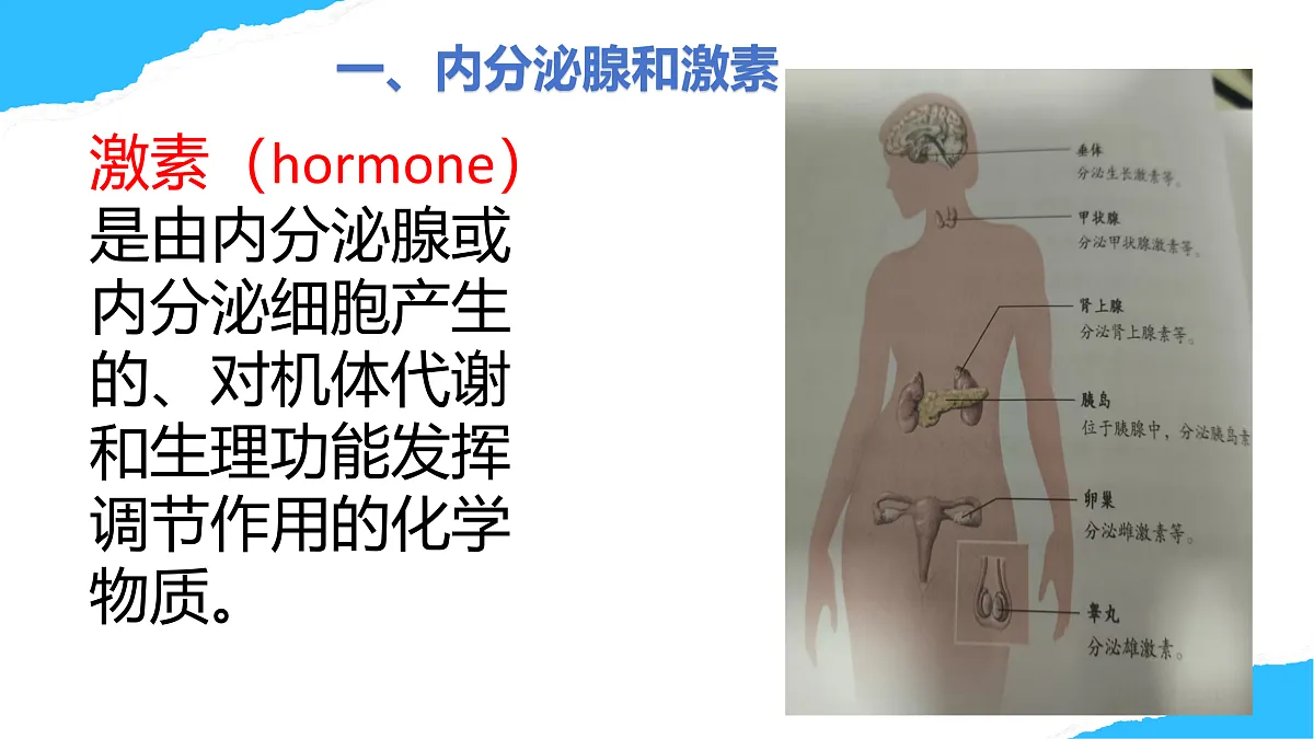【核心素养】人教版初中生物八年级上册4.6.4《激素调节》课件第6页
