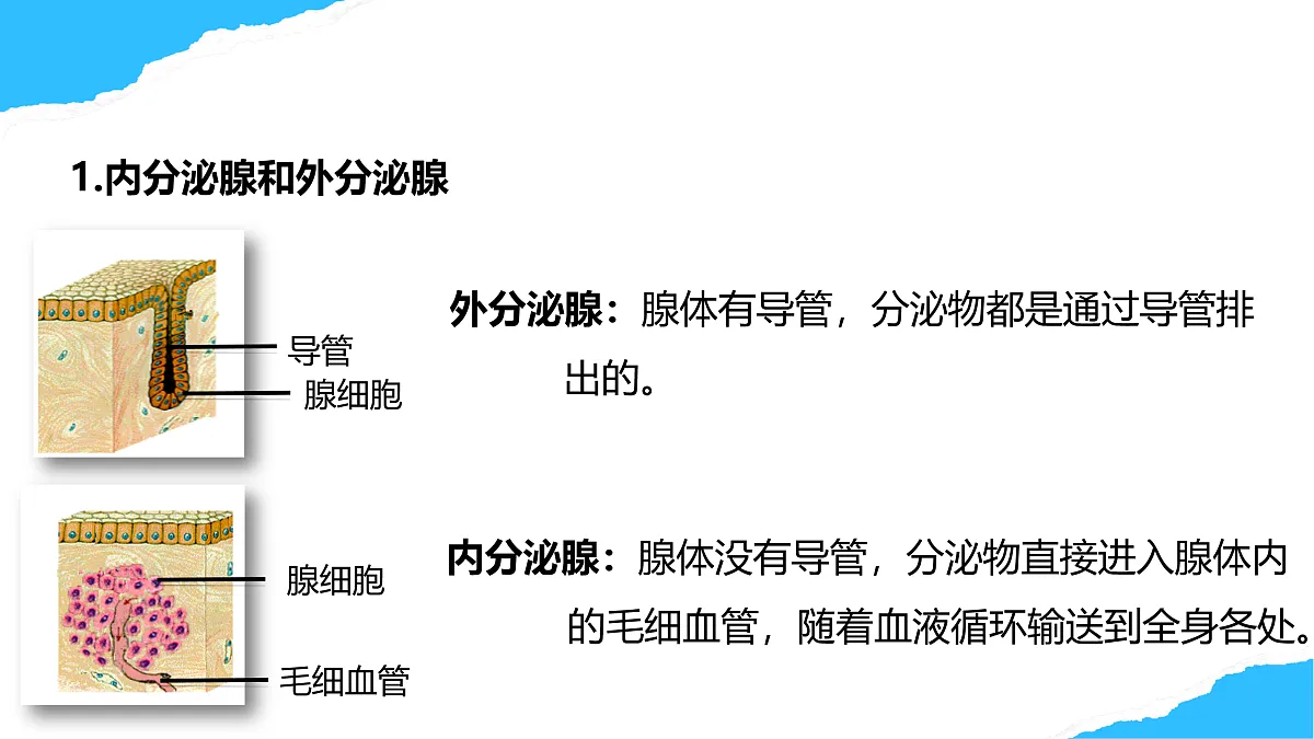 【核心素养】人教版初中生物八年级上册4.6.4《激素调节》课件第7页