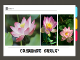 學(xué)前教育大班《美麗的荷花》課件