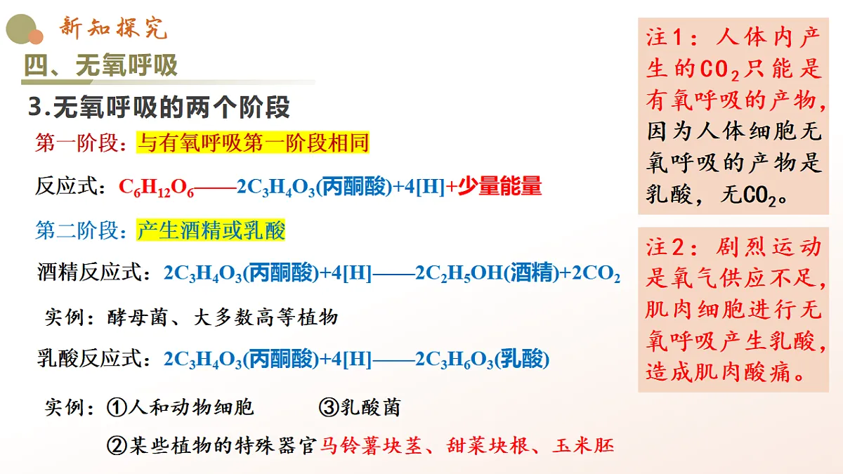 5.3《细胞呼吸的原理和应用》课时2第7页