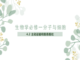 人教版 2019 高中生物必修1 第四章4.2《主動運(yùn)輸和胞吞和胞吐》 （PPT+教案）