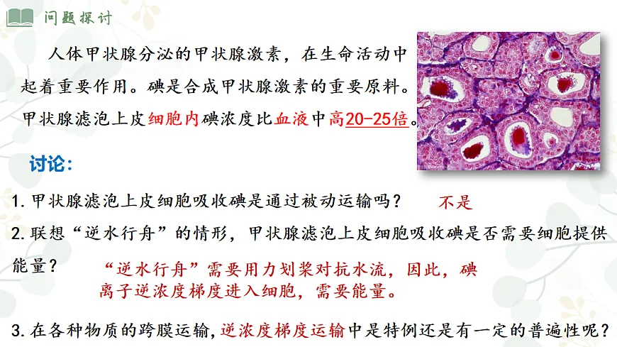 4.2《主动运输和胞吞胞吐 》第4页