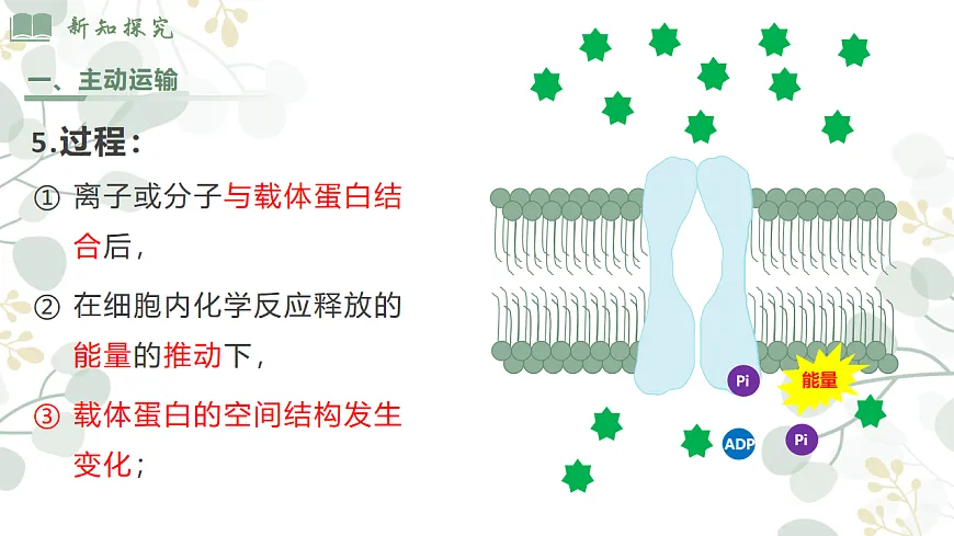 4.2《主动运输和胞吞胞吐 》第7页