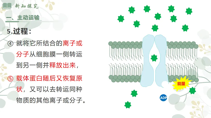 4.2《主动运输和胞吞胞吐 》第8页
