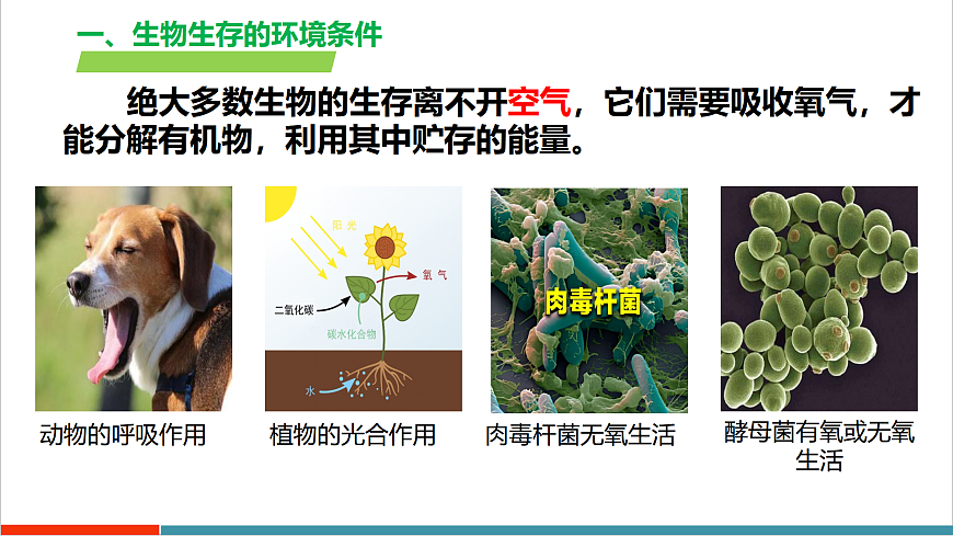 3.7.1 生态系统的构成（教学课件）（第1课时）第8页