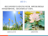 【新課標新教材】蘇教版生物七年級下冊3.7.1 生態(tài)系統(tǒng)的構成（第2課時）（教學課件+教學設計+分層練習含答案）