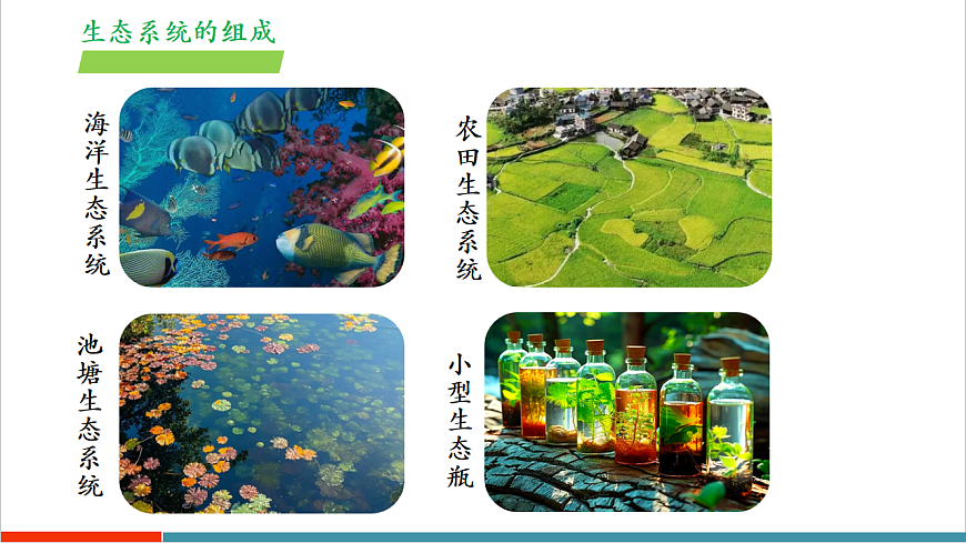 3.7.1 生态系统的构成（第2课时）（教学课件）第7页