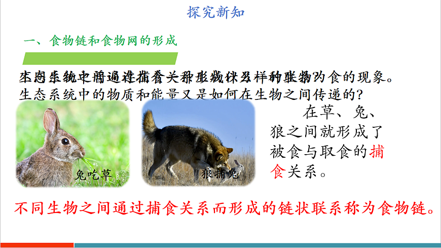3.7.2 食物链和食物网（教学课件）第6页