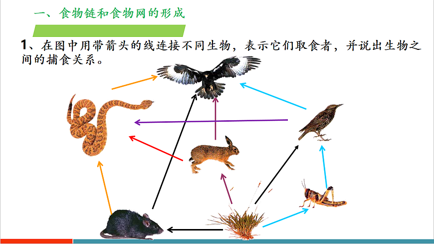 3.7.2 食物链和食物网（教学课件）第8页
