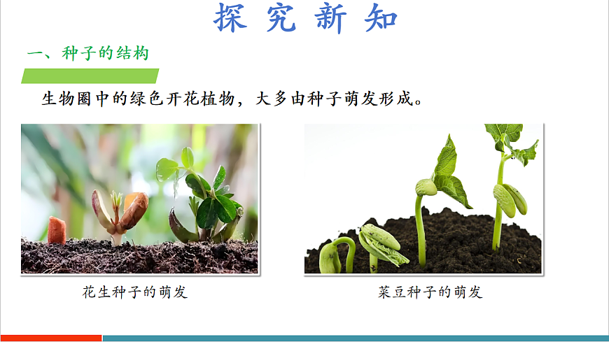 4.9.1 种子的萌发（教学课件）第6页