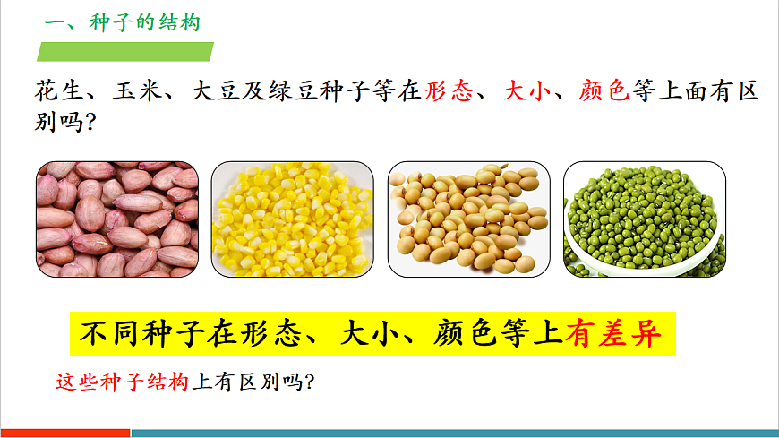 4.9.1 种子的萌发（教学课件）第7页