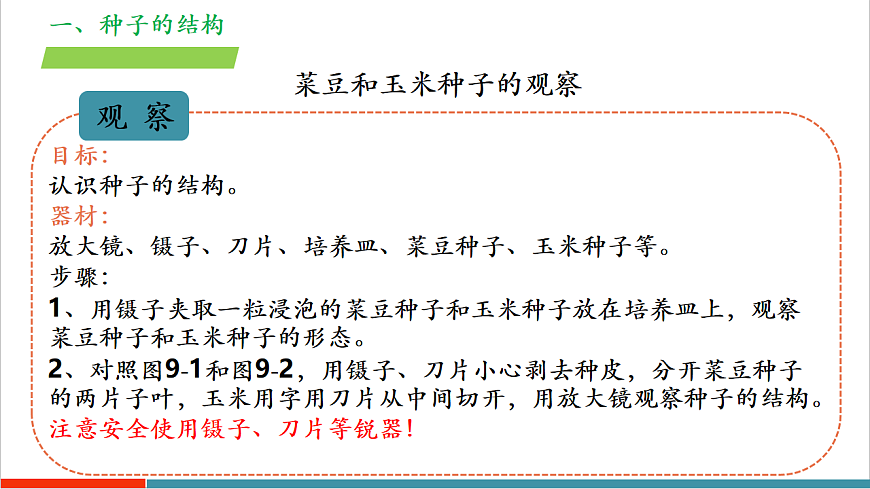 4.9.1 种子的萌发（教学课件）第8页