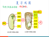【新課標新教材】蘇教版生物七年級下冊4.9.2 植物的生長（教學課件+教學設計+分層練習含答案）