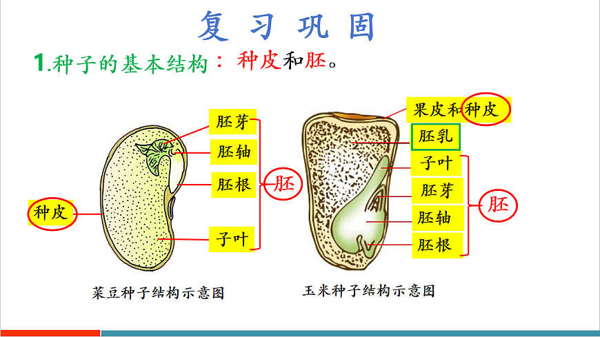 4.9.2 植物的生长（教学课件）第4页