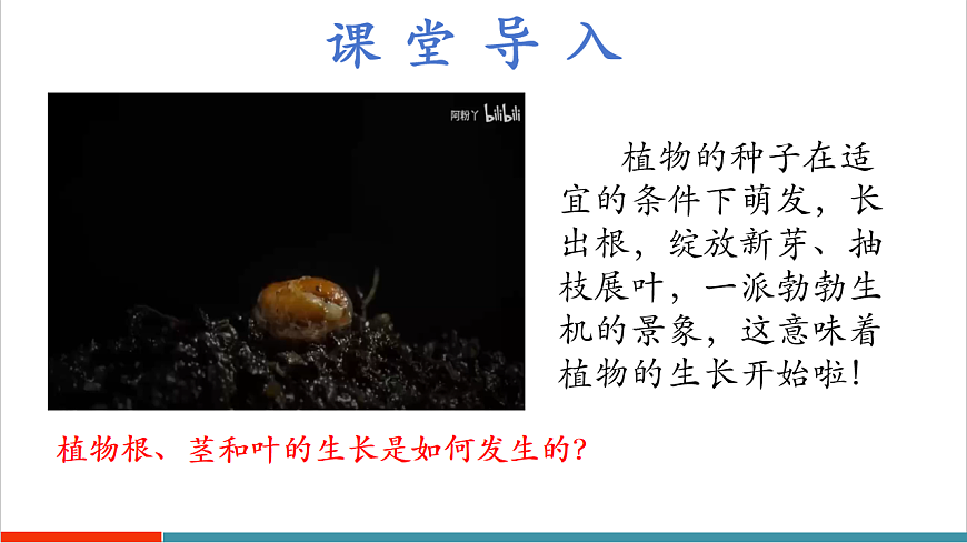 4.9.2 植物的生长（教学课件）第6页