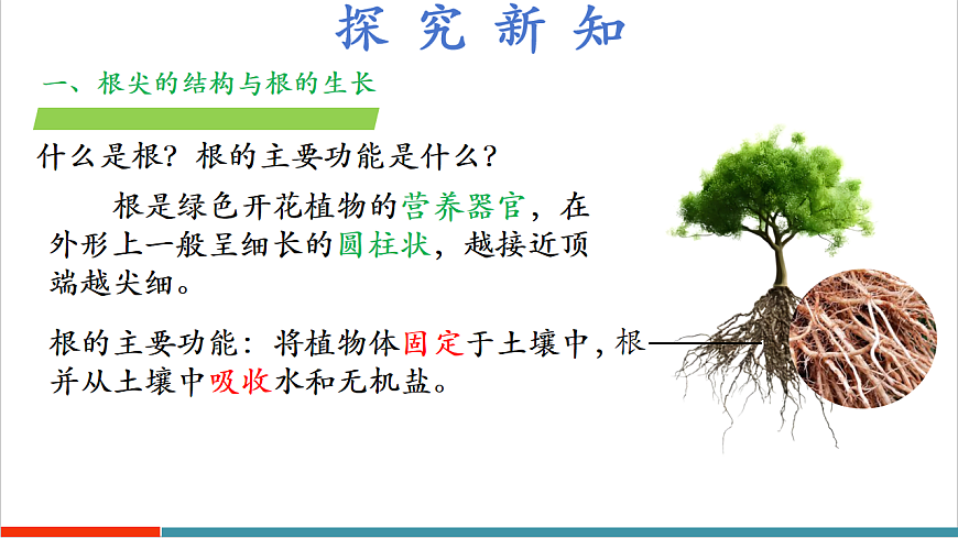 4.9.2 植物的生长（教学课件）第7页