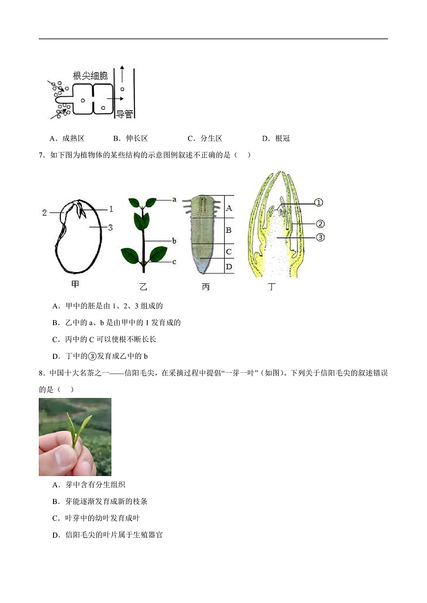 4.9.2 植物的生长 (分层作业）（原卷版）第3页