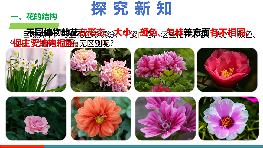 4.9.3 植物的繁殖（教学课件）（第一课时）第7页