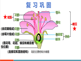 【新課標新教材】蘇教版生物七年級下冊4.9.3 植物的繁殖（第2課時）（教學課件+教學設計+分層練習含答案）