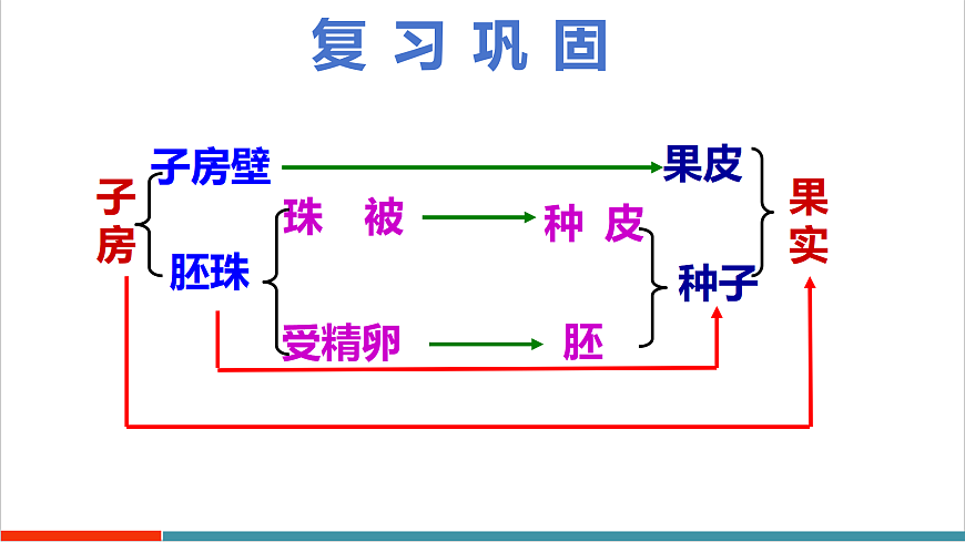 4.9.3 植物的繁殖（教学课件）（第二课时）第5页