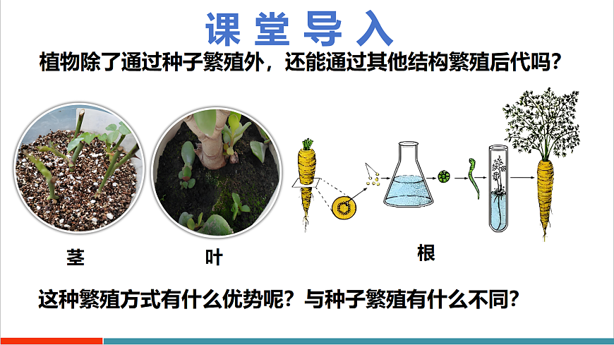 4.9.3 植物的繁殖（教学课件）（第二课时）第6页