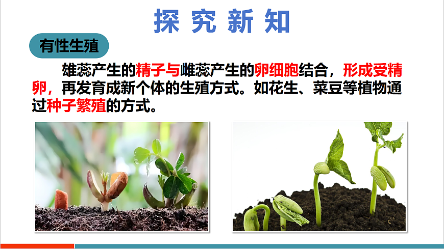 4.9.3 植物的繁殖（教学课件）（第二课时）第7页