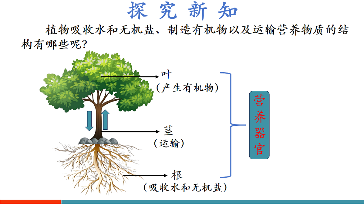 4.10.1 植物的营养器官（教学课件）（第1课时）第6页