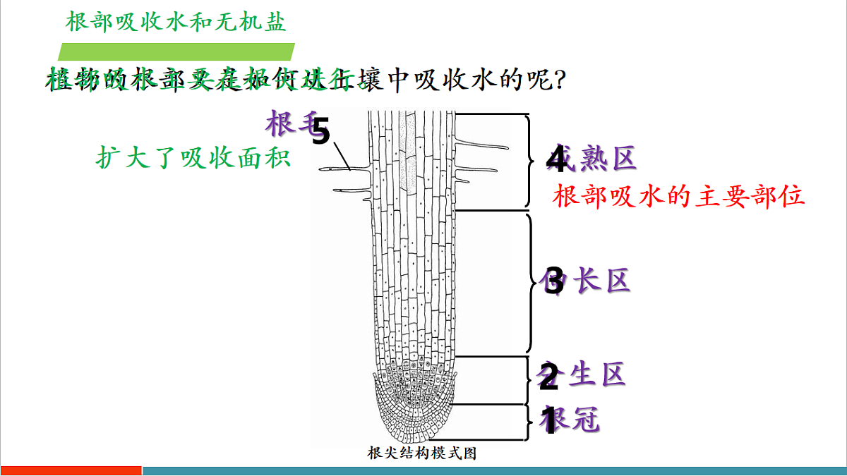 4.10.1 植物的营养器官（教学课件）（第1课时）第8页