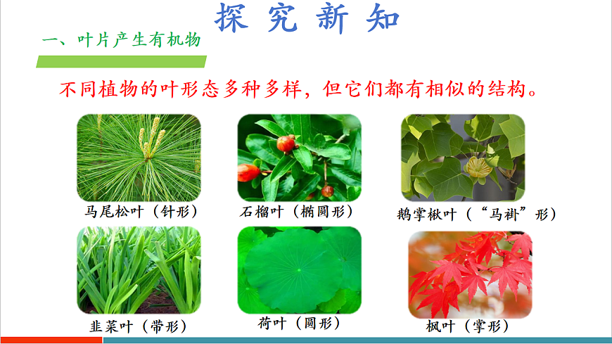 4.10.1 植物的营养器官（教学课件）（第二课时）第6页