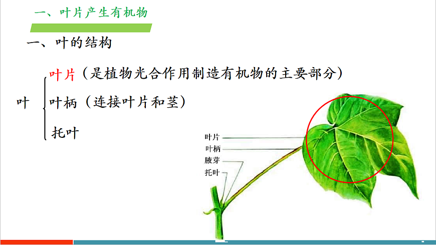 4.10.1 植物的营养器官（教学课件）（第二课时）第7页