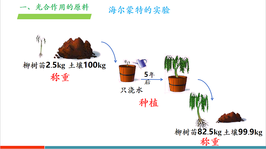 4.11.1 植物的光合作用（教学课件）第8页