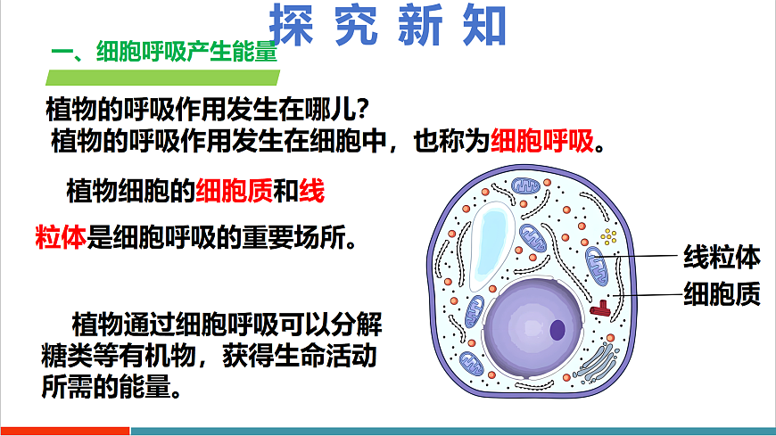 4.11.2 植物的呼吸作用（教学课件）第6页