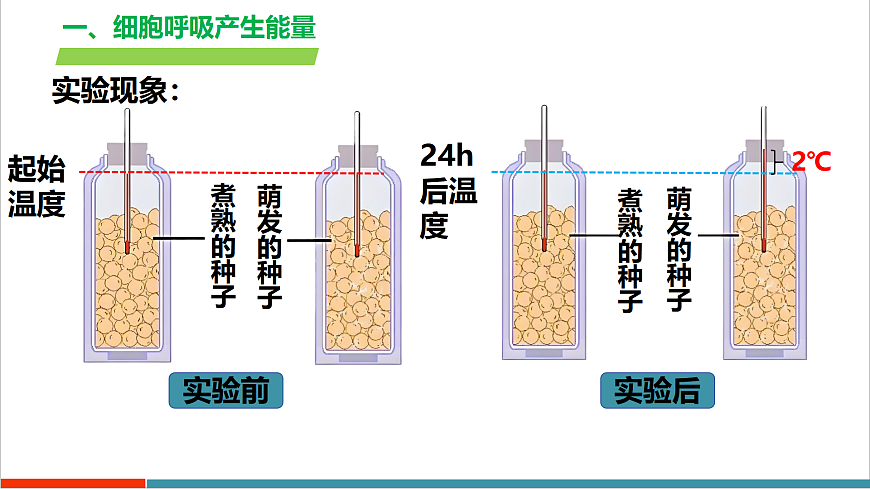 4.11.2 植物的呼吸作用（教学课件）第8页