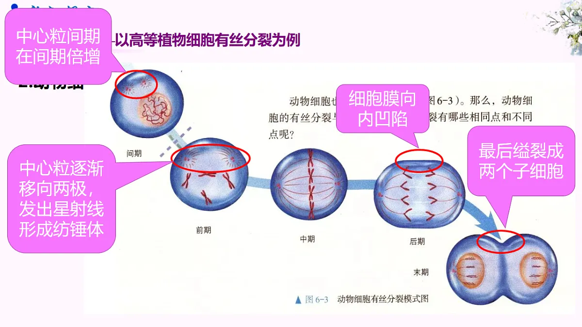 6.1《细胞的增殖》（课时2）第5页