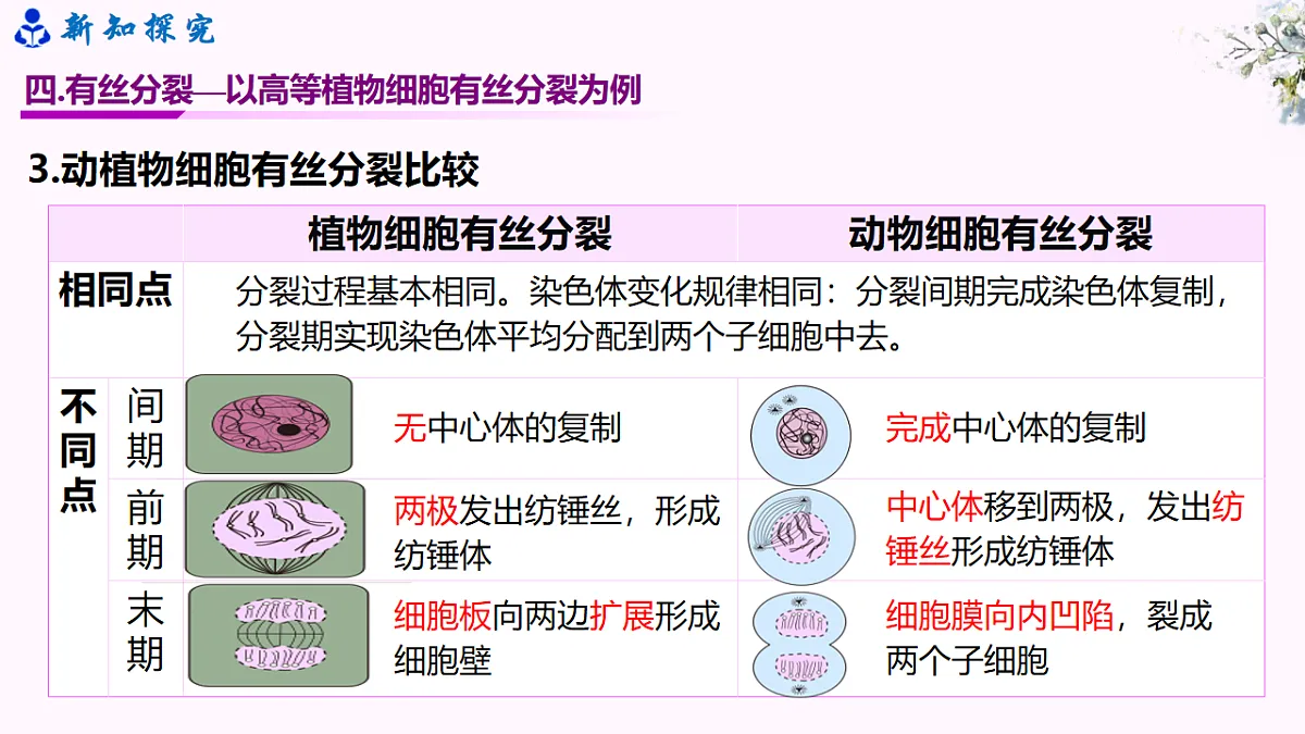 6.1《细胞的增殖》（课时2）第6页