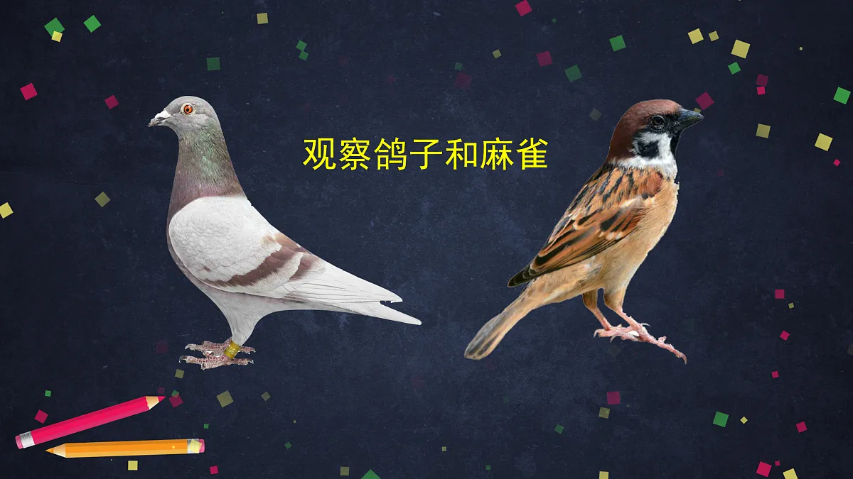 17230264第3页
