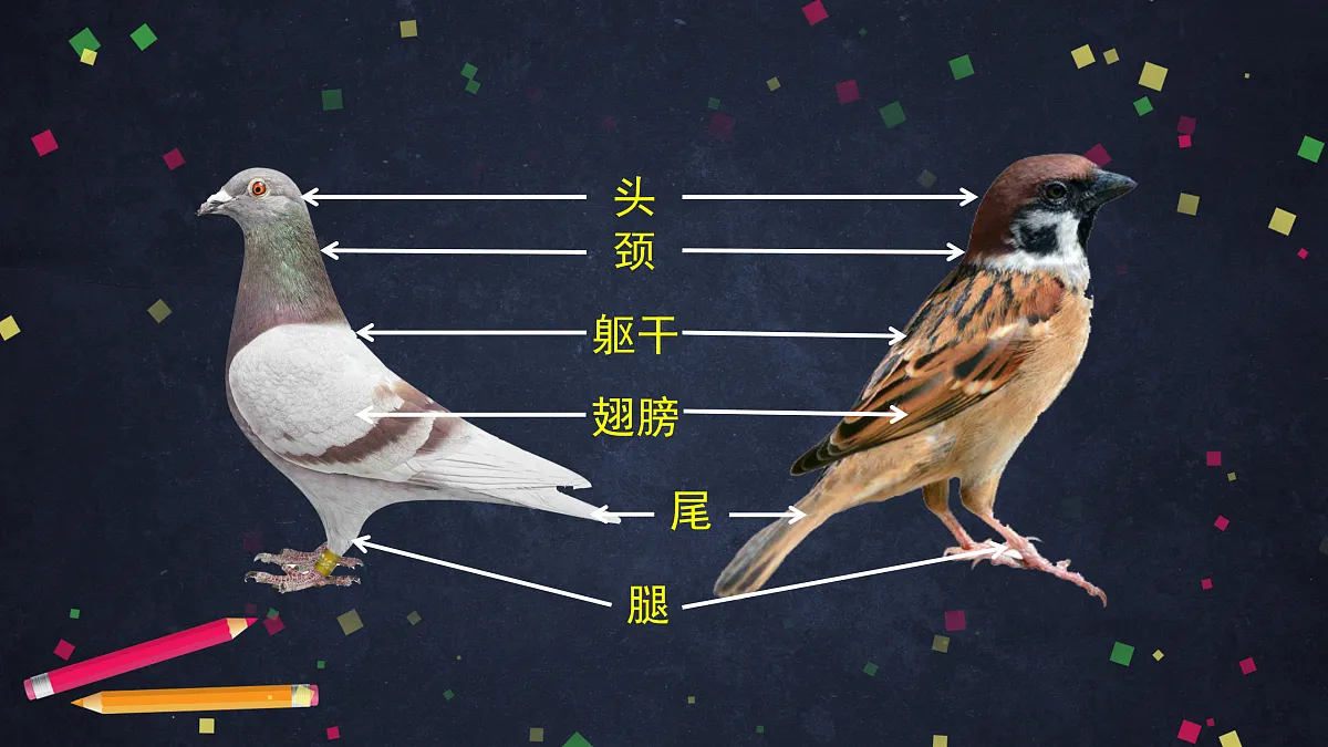 17230264第5页
