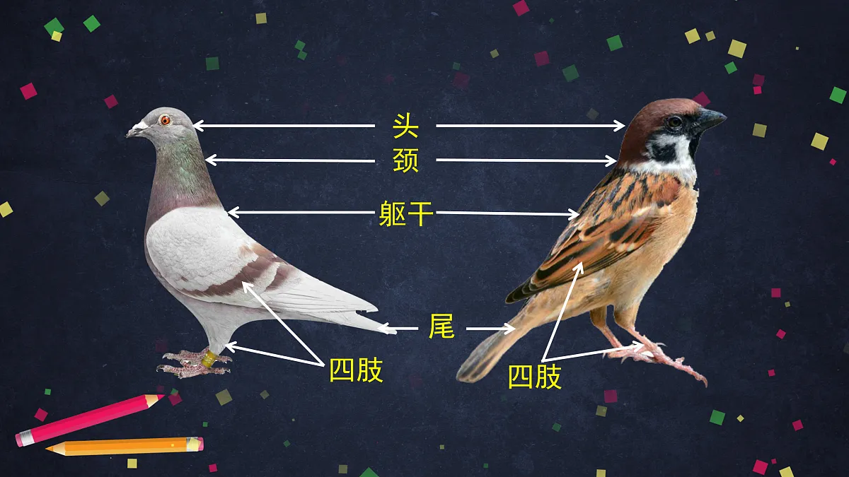 17230264第6页