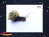 (湘科版)二年级科学上册2.2 观察蜗牛的反应-课件