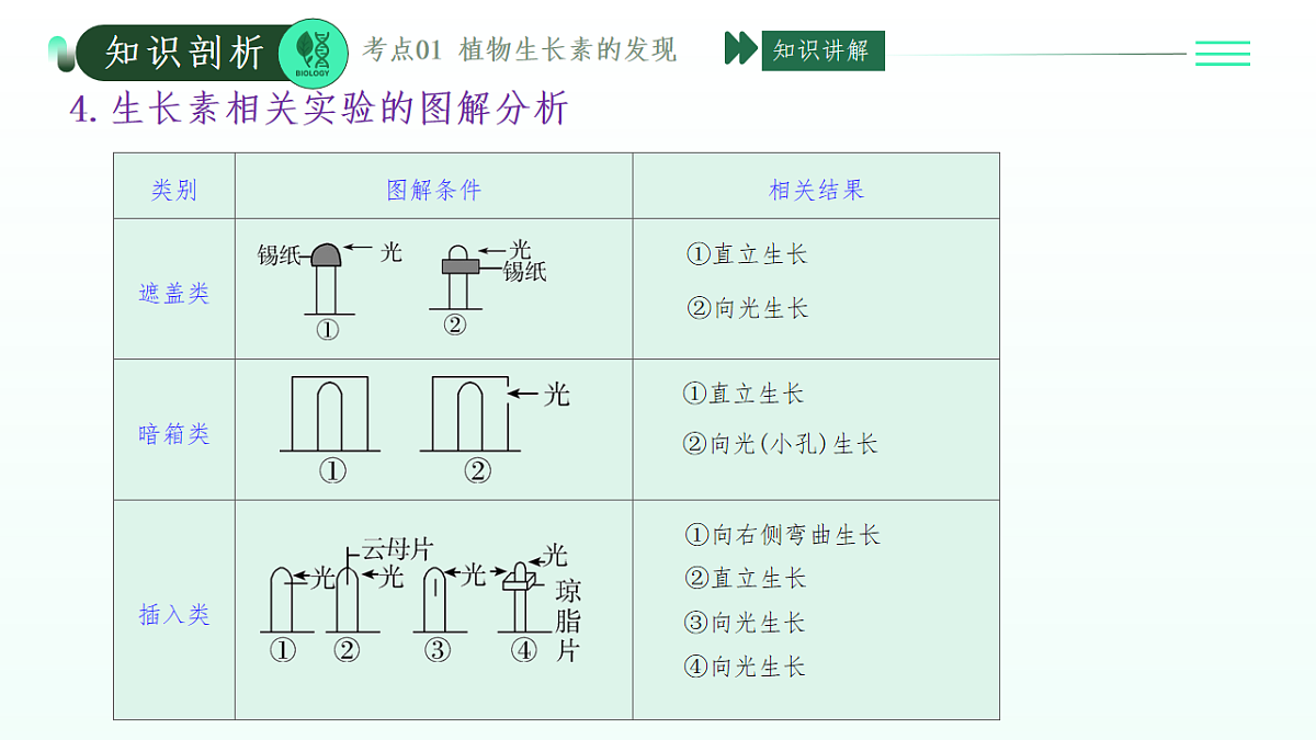 第5章 植物生命活动的调节（复习课件）-2025-2026学年高中生物选择性必修1（人教版2019）第7页