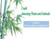新人教版初中英语8上Unit4  Amazing Plants and Animals SectionA课文全解 课件(含听力)