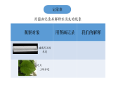 小學(xué)科學(xué)新教科版三年級上冊2.1.水到哪里去了教學(xué)課件（2025秋）