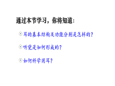 初中生物新人教版八年級上冊第四單元第六章第一節(jié)第二課時 耳和聽覺教學(xué)課件（2025秋）