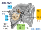 初中生物新人教版八年級上冊第四單元第六章第一節(jié)第二課時 耳和聽覺教學(xué)課件（2025秋）
